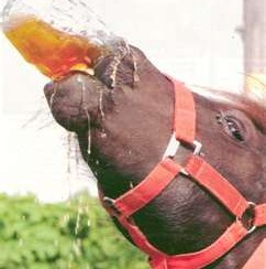 horse drinking